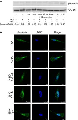 Dual Pro- and Anti-Inflammatory Features of Monocyte-Derived Dendritic Cells